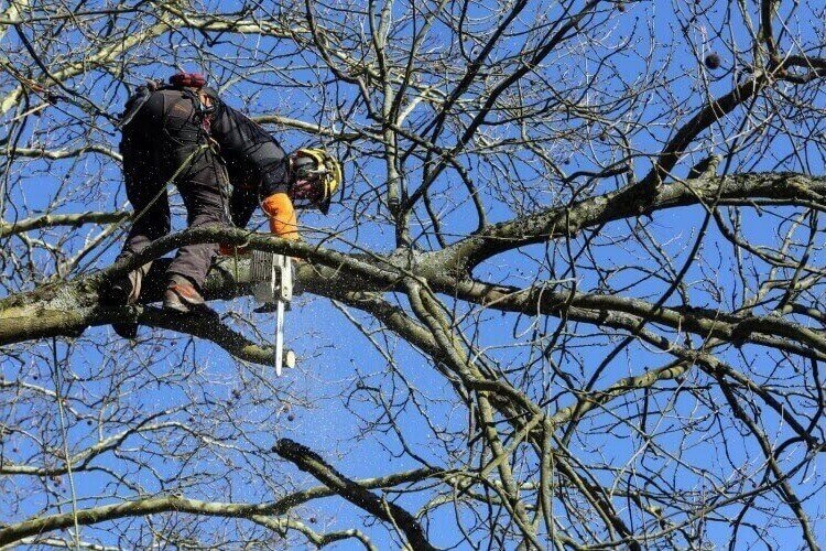 ouvrier sur un arbre sans feuilles