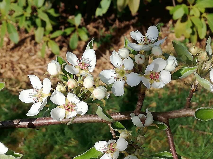 fleurs blanches