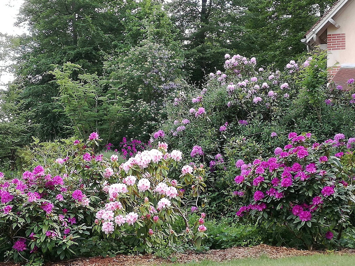 fleurs violettes