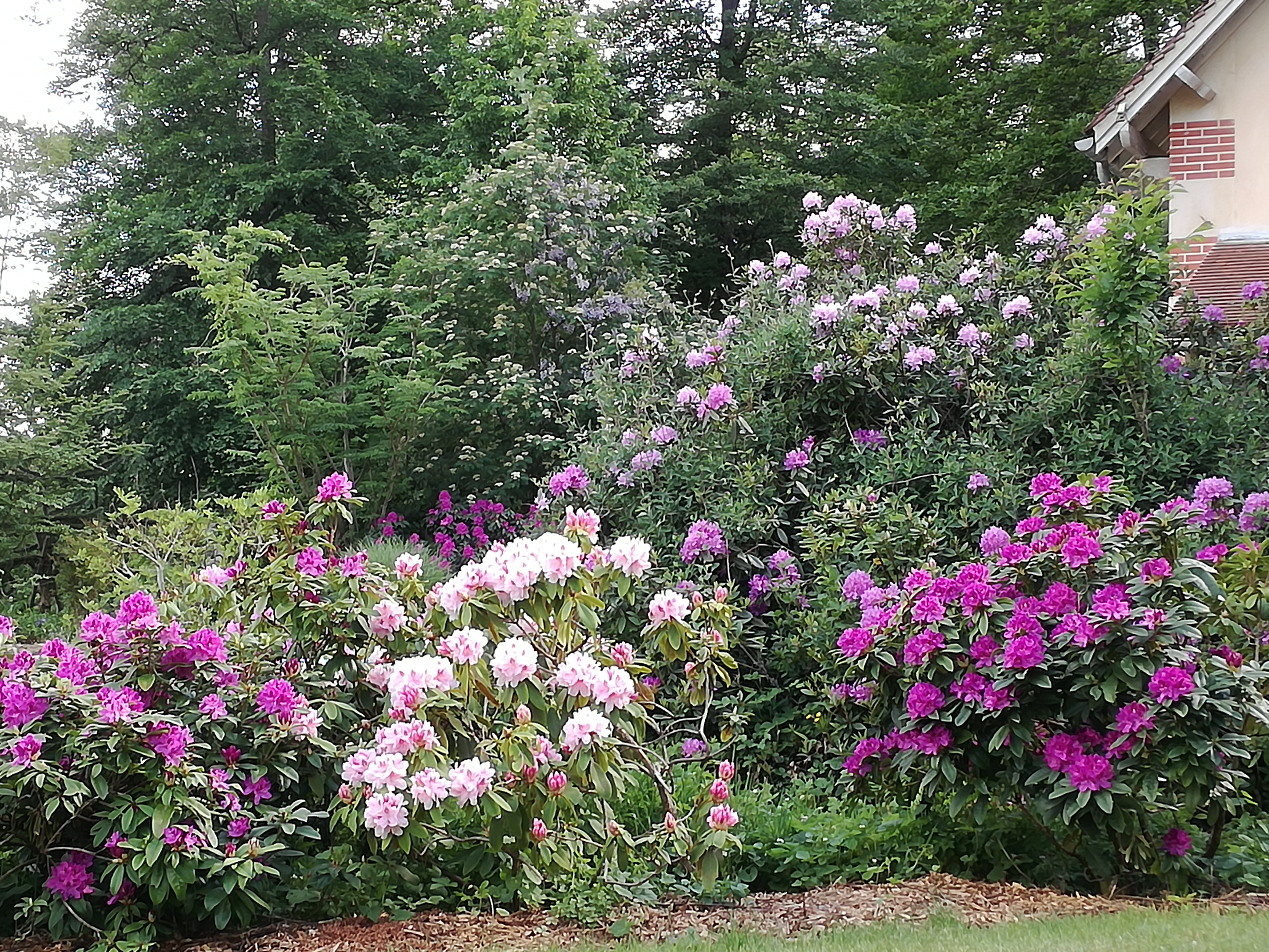 fleurs violettes 2