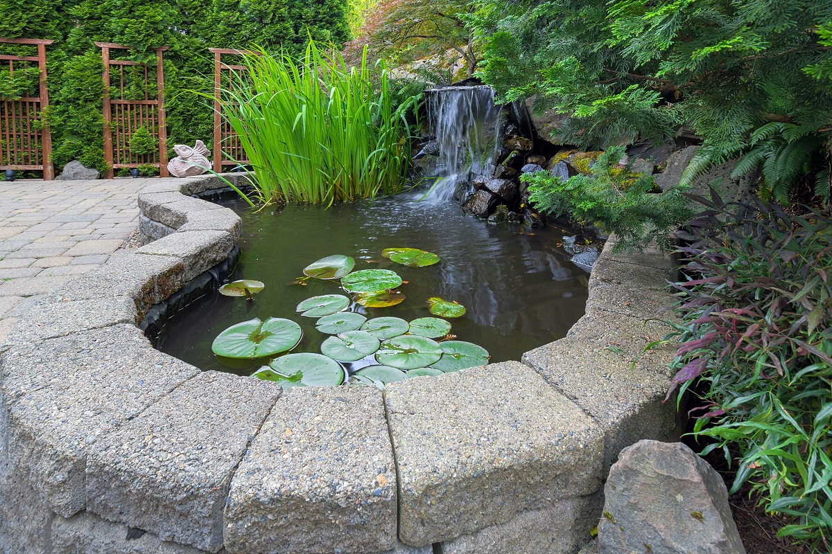 petite cascade étang et nénuphars