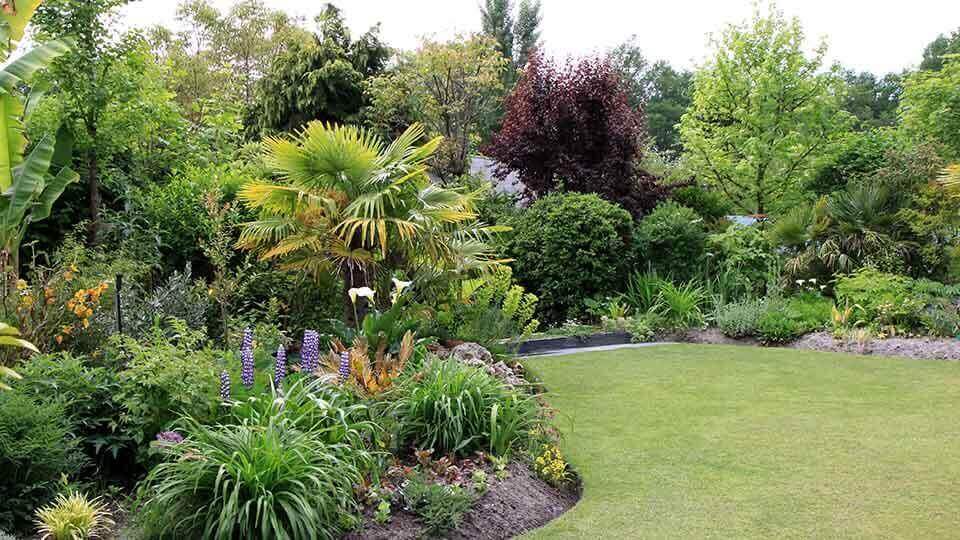 beaucoup d'arbres entourant le jardin